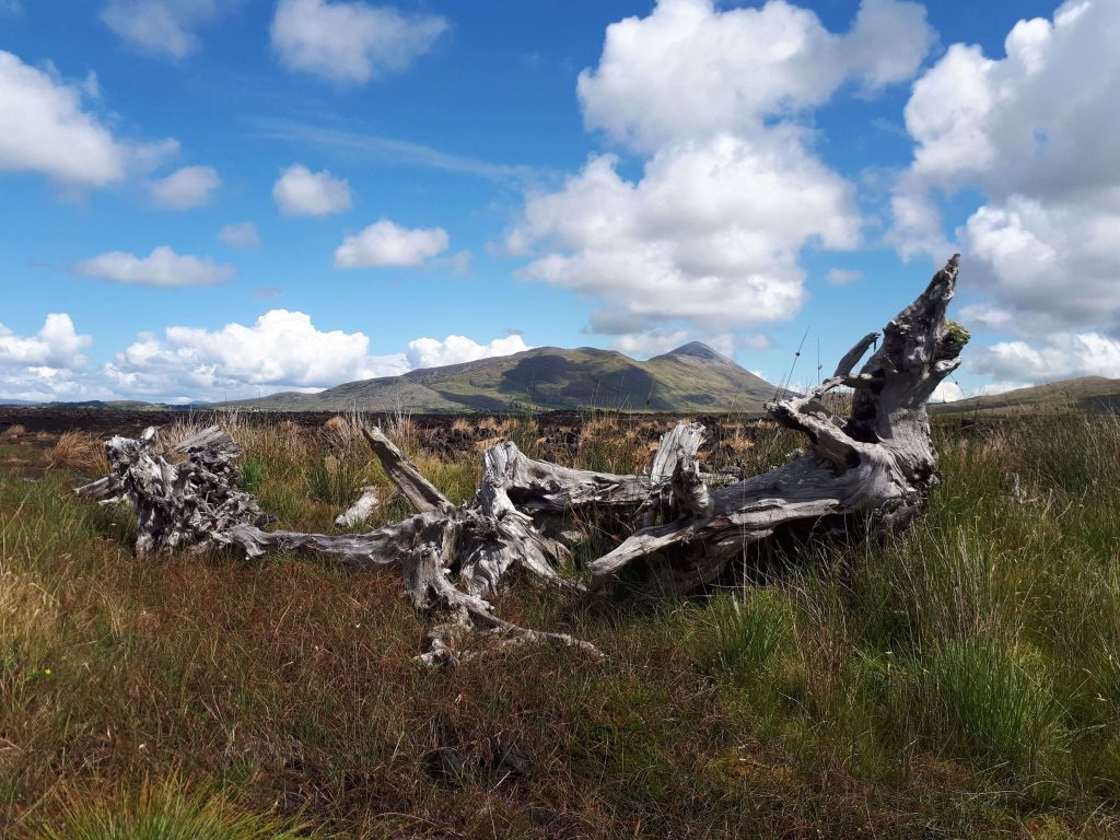 A scenic view of a rugged landscape featuring weathered tree stumps and green grass under a bright blue sky with fluffy clouds, with mountains in the background.