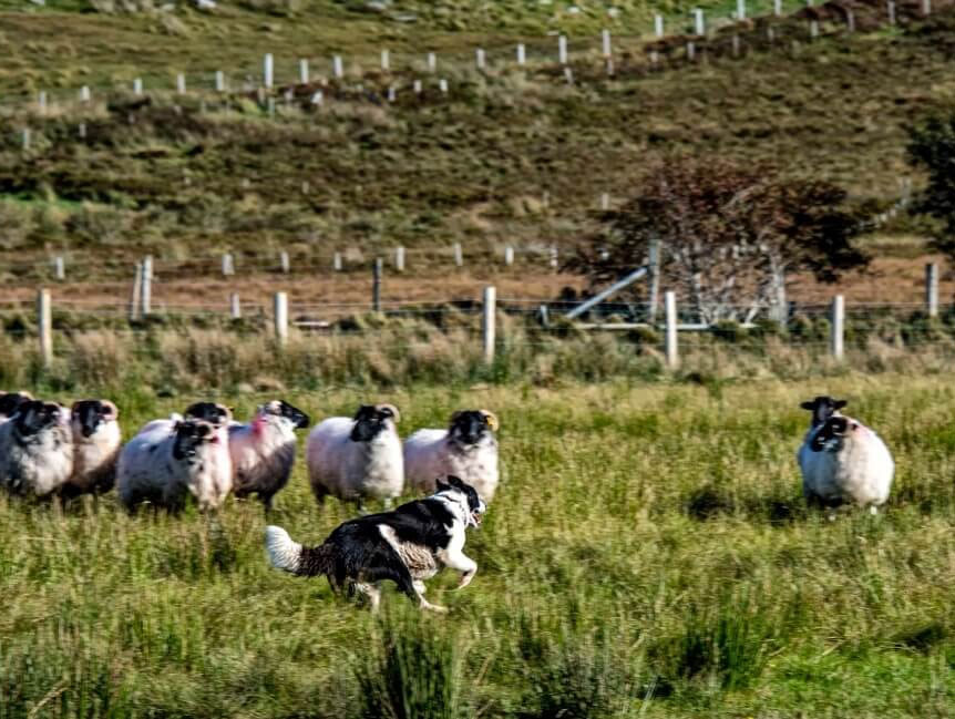 alt="A herding dog chasing a flock of sheep in a grassy field with a hilly background, showcasing rural farming activity."