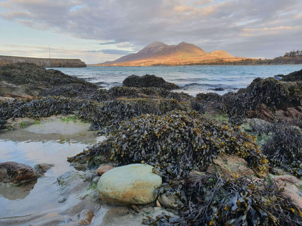 Seaweed-covered rocks along a shoreline with a backdrop of mountains and a cloudy sky. The scene captures the natural beauty of the coastal environment, highlighting the texture of the seaweed and the calm water.